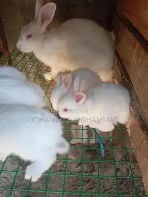 Rabbits