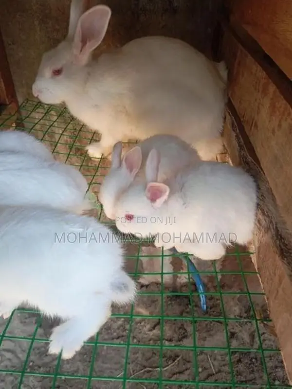 Rabbits