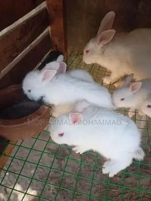 Rabbits