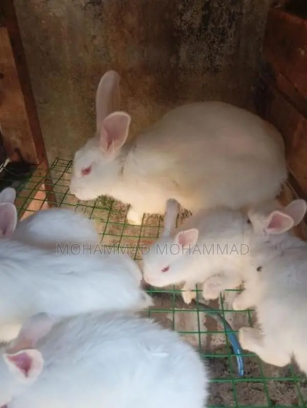 Rabbits