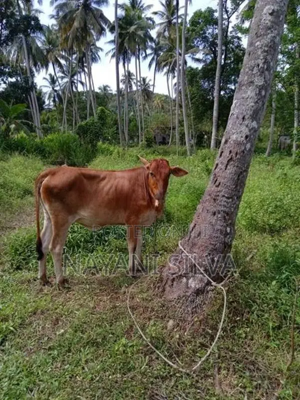 නෑම්බියන්