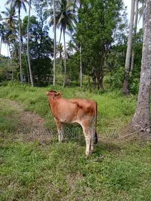 නෑම්බියන්