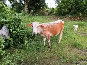 නෑම්බියන්