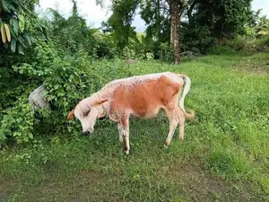 නෑම්බියන්