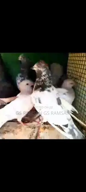 Pigeons