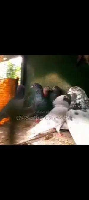 Pigeons