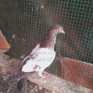 Pigeons