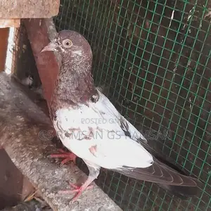 Pigeons