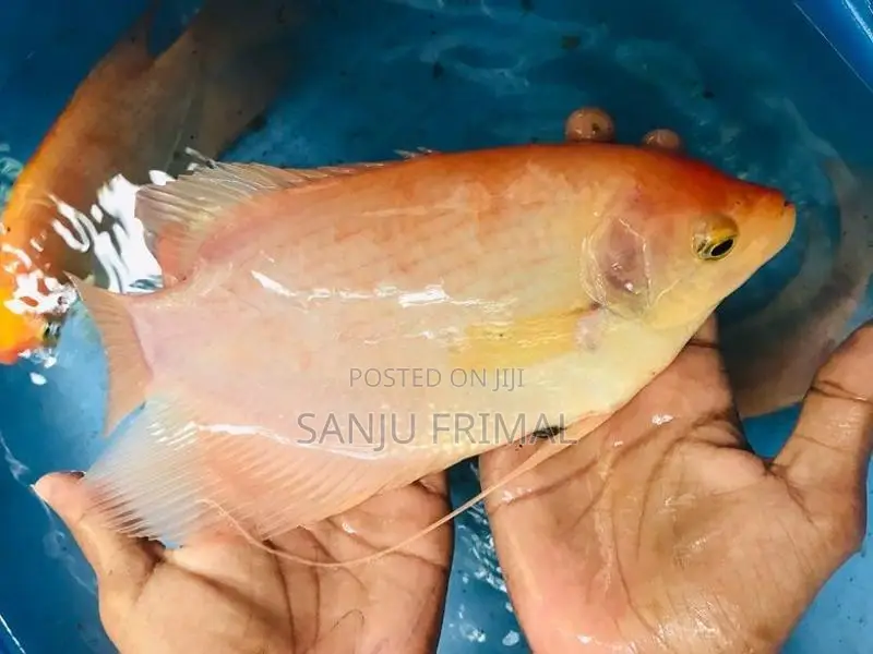 Giant Gurami