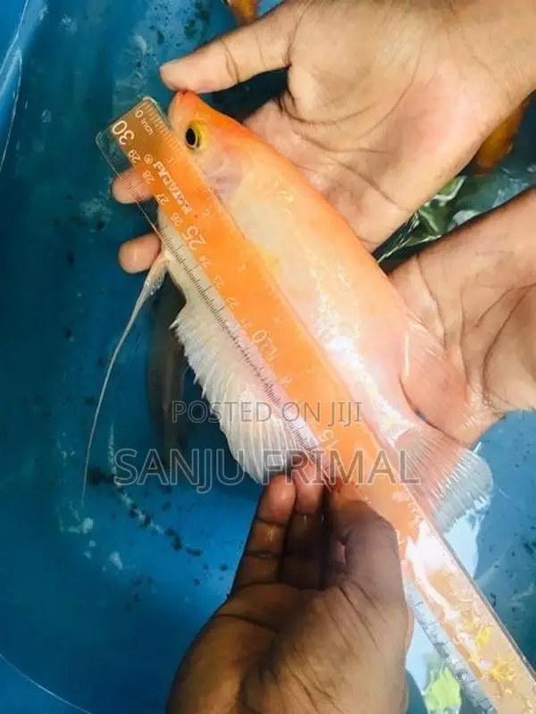 Giant Gurami