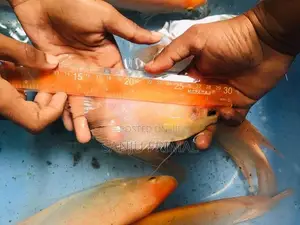 Giant Gurami