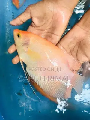 Giant Gurami