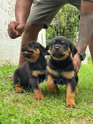 Rottweiler Puppies