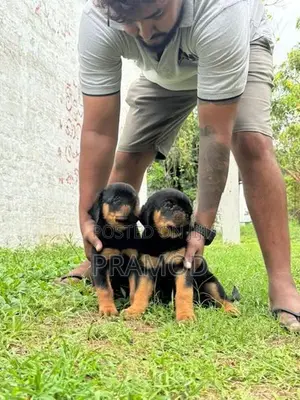 Rottweiler Puppies