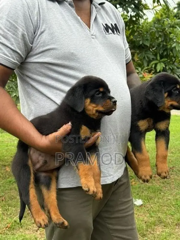 Rottweiler Puppies