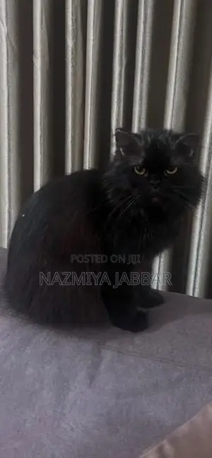 Persian Cat - Pure Breed ( Black )