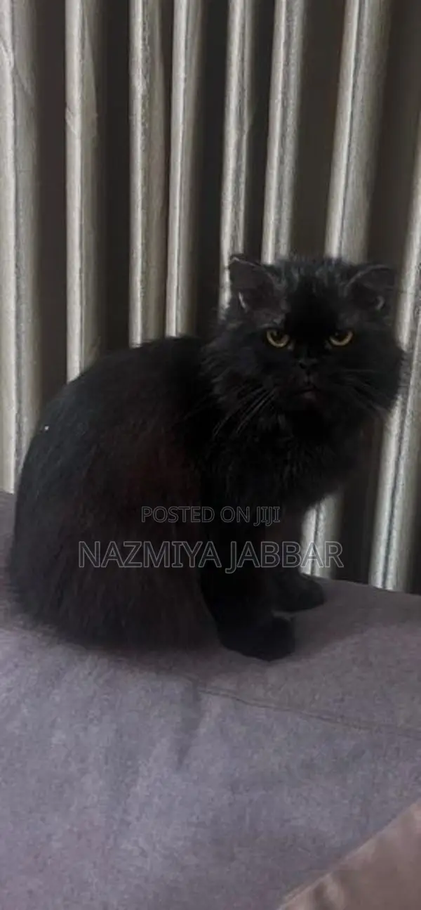 Persian Cat - Pure Breed ( Black )