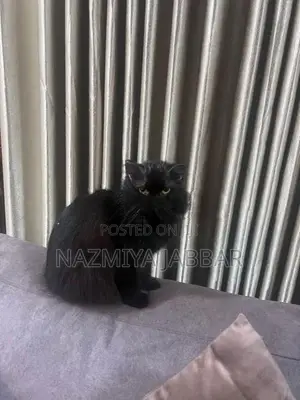 Persian Cat - Pure Breed ( Black )