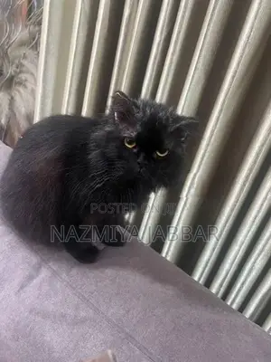 Persian Cat - Pure Breed ( Black )