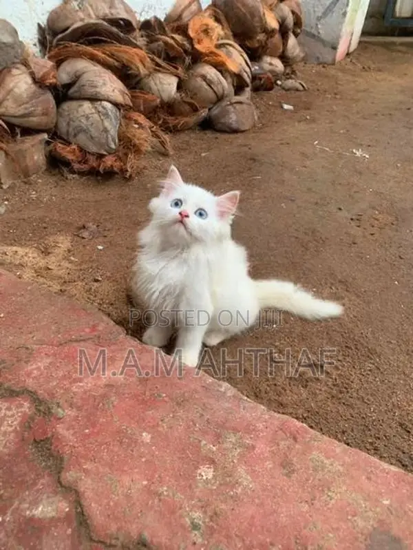 Persian Kittens With Mom