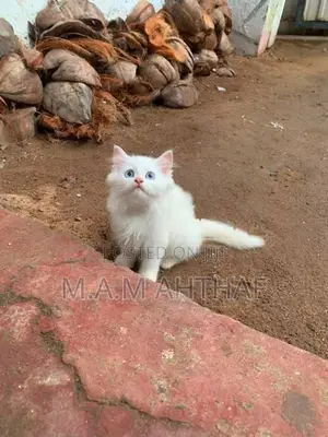 Persian Kittens With Mom