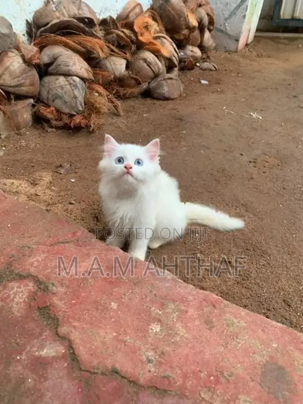 Persian Kittens With Mom