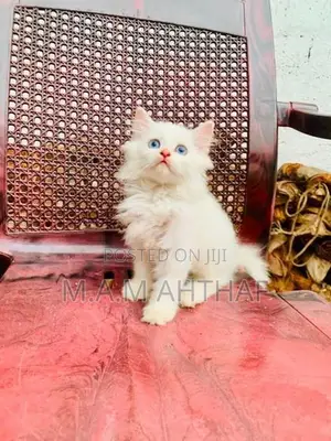 Persian Kittens With Mom