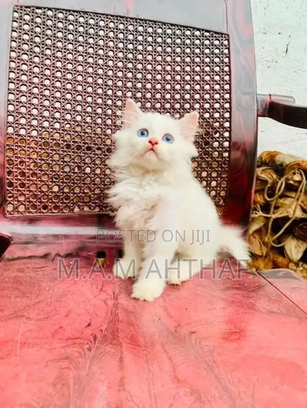 Persian Kittens With Mom