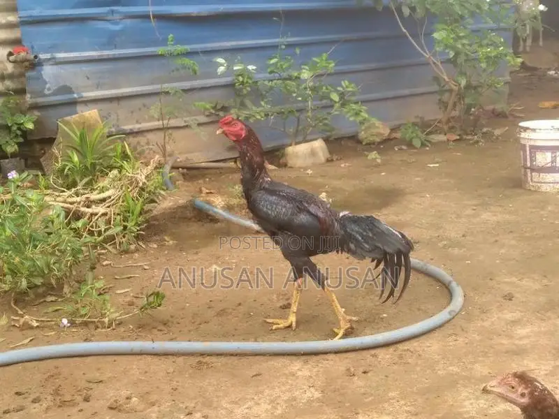 சேவல்