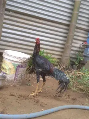 சேவல்