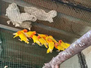 African Lovebird