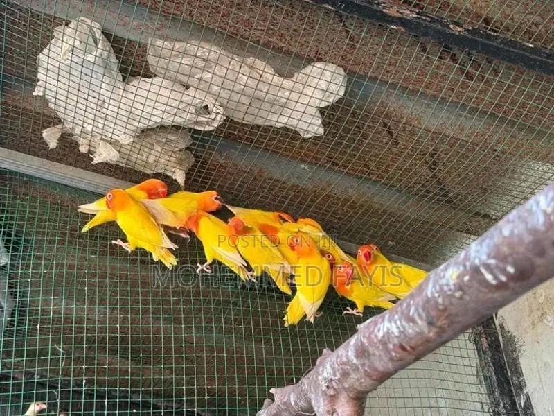 African Lovebird