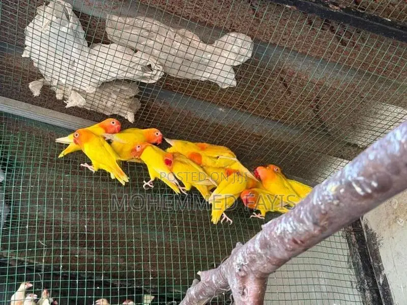 African Lovebird