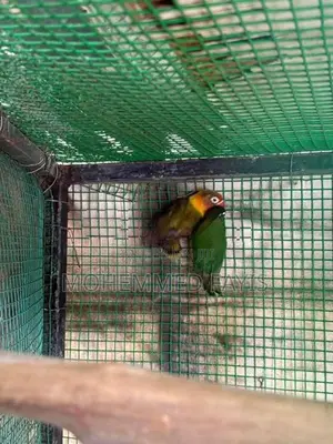 African Lovebird