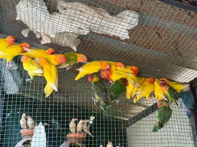 African Lovebird