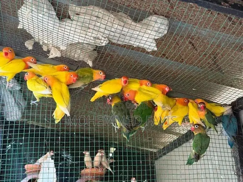 African Lovebird