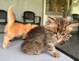 Persian Mixed Cats