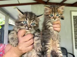 Persian Mixed Cats