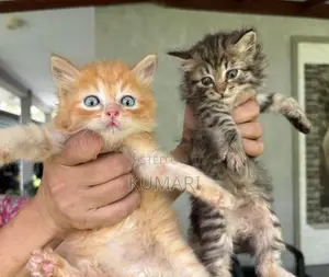 Persian Mixed Cats