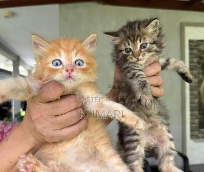 Persian Mixed Cats