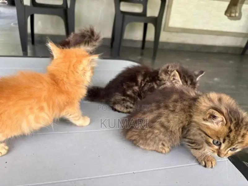 Persian Mixed Cats