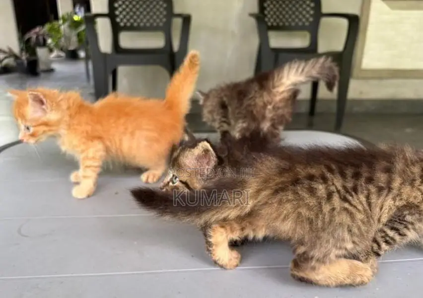 Persian Mixed Cats