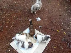 Siksu Puppies