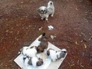 Siksu Puppies