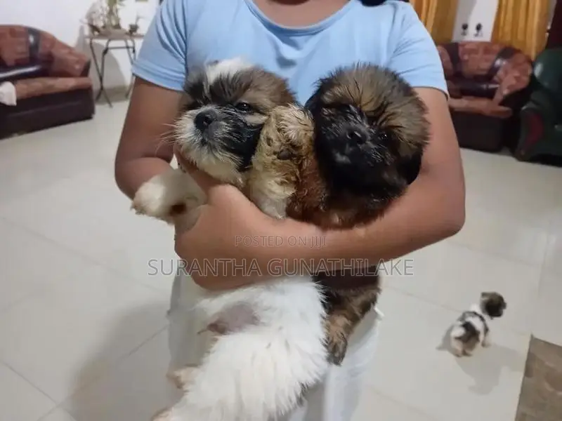 Siksu Puppies