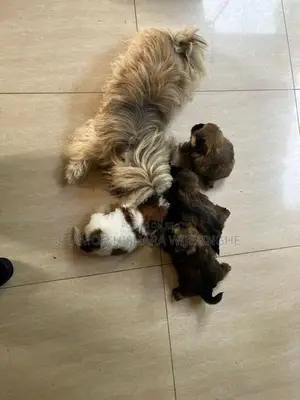 Shih Tzu පැටවුන් Puppies )