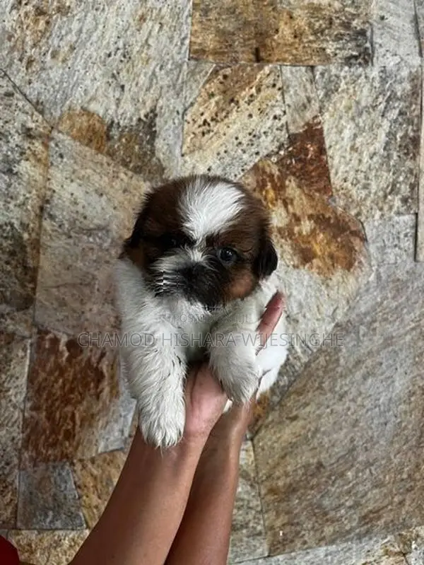 Shih Tzu පැටවුන් Puppies )