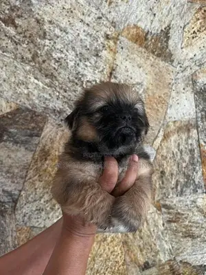 Shih Tzu පැටවුන් Puppies )