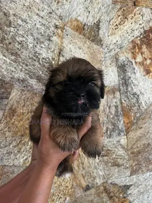 Shih Tzu පැටවුන් Puppies )