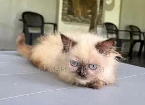 Persian Cat